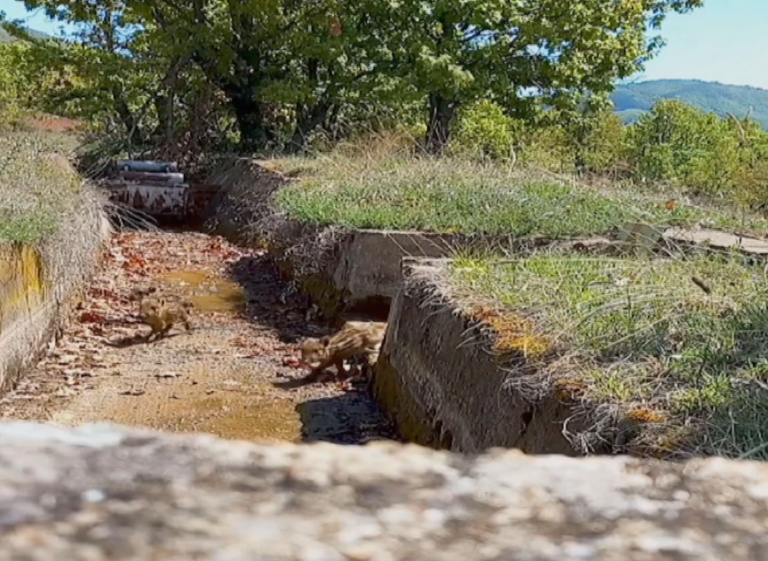 Θηροφύλακες έσωσαν πενήντα μικρά αγριογούρουνα