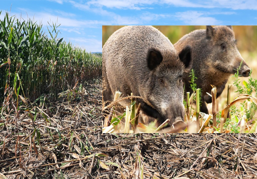 Αντιμετώπιση της Πληθυσμιακής Έκρηξης των Αγριόχοιρων στην Π.Ε. Κοζάνης: Η Λύση του Δήμου Χαλκίδας ως Πρότυπο