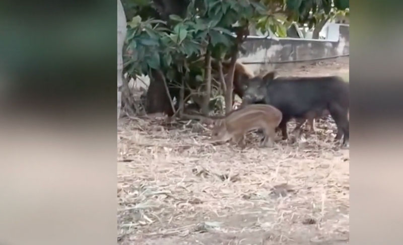 Αγριογούρουνα εισέβαλαν σε αυλές