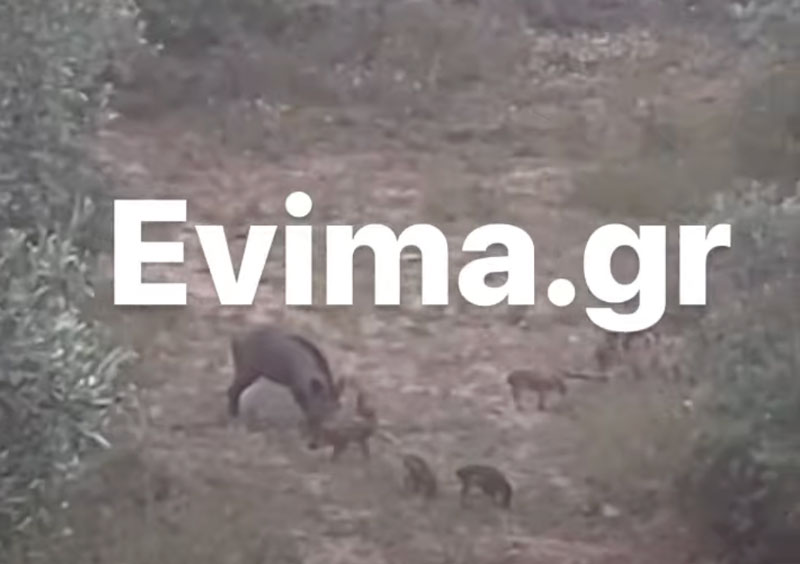 Χαλκίδα: Αγέλη αγριογούρουνων εισέβαλε σε αυλή σπιτιού...VIDEO