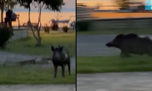 Βόλτα αγριογούρουνου στο λιμάνι των Συβότων!..VIDEO