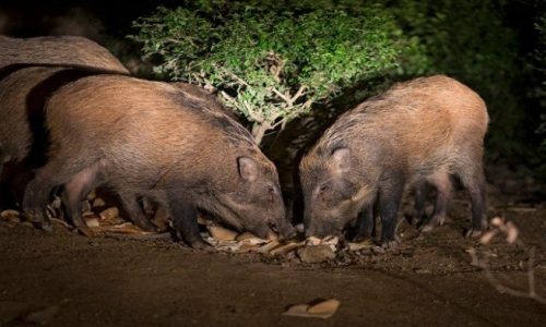 Ηπειρος : Αγέλες αγριογούρουνων ως τις αυλές των σπιτιών