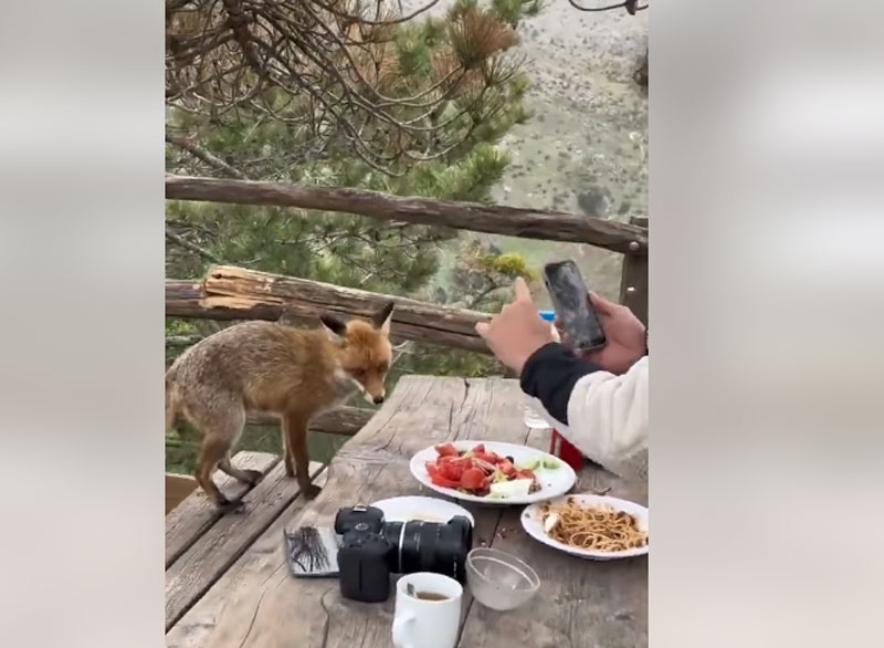 Μετά τον καπουτσίνο η αελπόυ της Πάρνηθας απολαμβάνει μακαρόνια με κιμά...VIDEO