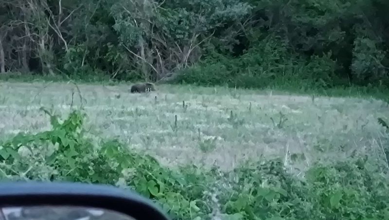 Εορδαία : Μια μεγάλη αρκούδα στο δρόμο λίγο έξω από την Αναρράχη...VIDEO