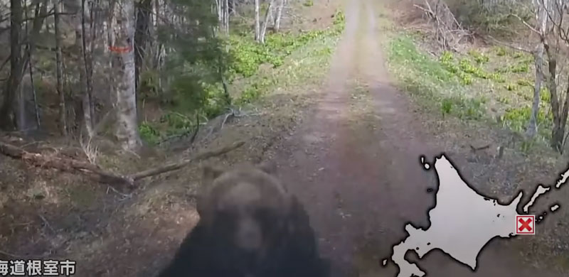 Μετωπική επίθεση αρκούδας με όχημα....VIDEO