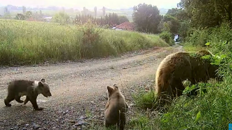 Αρκούδα με τρια μικρά λίγο σε απόσταση αναπνοής από το Δροσερό Πτολεμαΐδας...VIDEO
