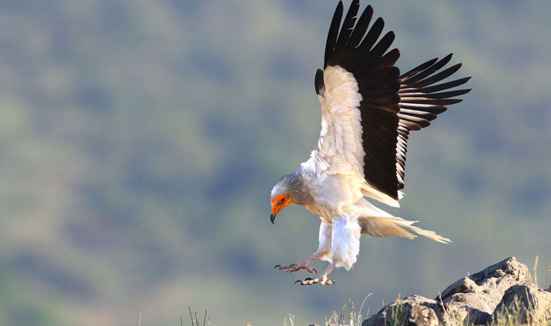 Τα όρνεα επέστρεψαν στα Στενά του Νέστου