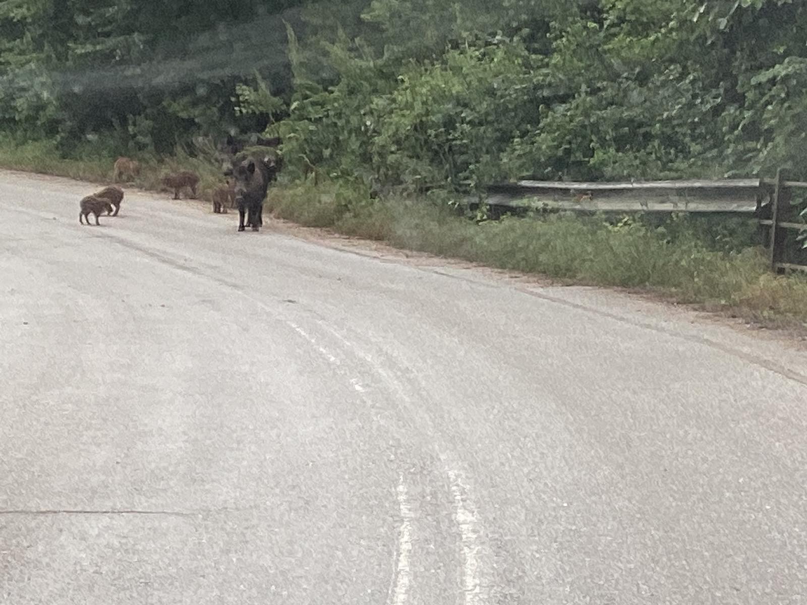 Σκρόφα βγάζει τα μικρά της...βόλτα