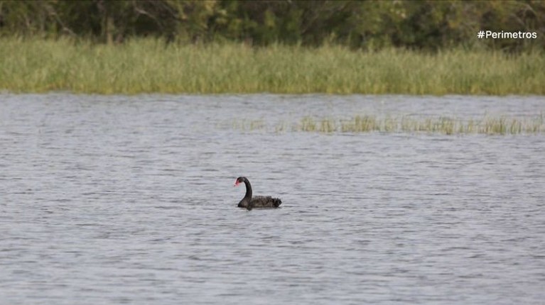 Εντοπίστηκε μαύρος κύκνος στο δέλτα του Έβρου...VIDEO