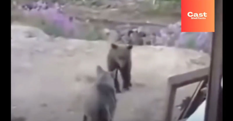 Αρκούδα σκοτώνει τρεις εργάτες και τραυματίζει σοβαρά άλλους δυο...VIDEO