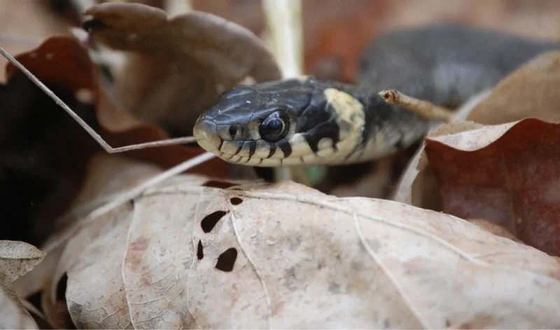 Ιωάννινα: Σαν από θαύμα σώθηκε 70χρονος ύστερα από δάγκωμα οχιάς - Σωτήρια η αντίδραση των γιατρών