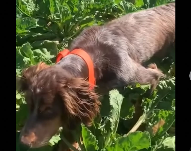 Το κυνηγόσκυλο φερμάρει το ορτύκι ή το αντίθετο