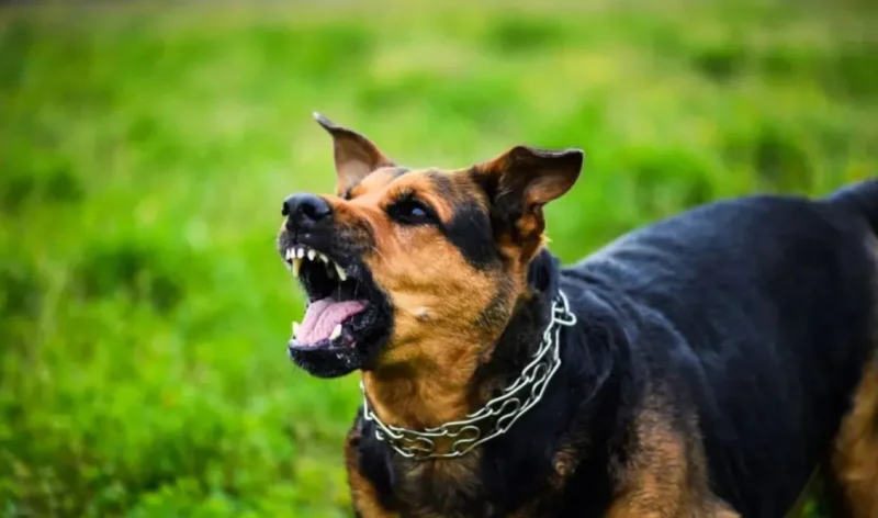 Φθιώτιδα: Αδέσποτο σκυλί επιτέθηκε σε 8χρονο κοριτσάκι