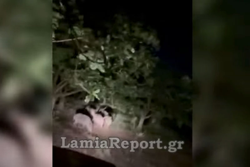 Λαμία : Είχαμε τα αγριογούρουνα ήρθε η κακοκαιρία να μας αποτελειώσει...VIDEO
