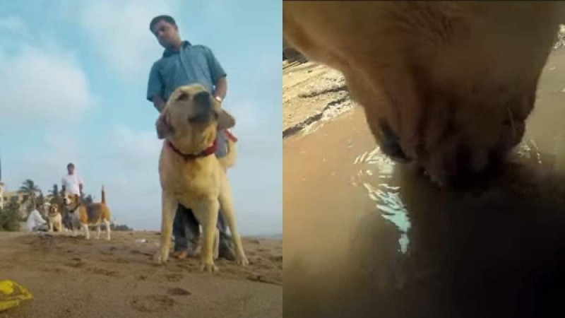 Έβαλαν κάμερα σε αδέσποτο. Δείτε τι κατέγραψε....VIDEO