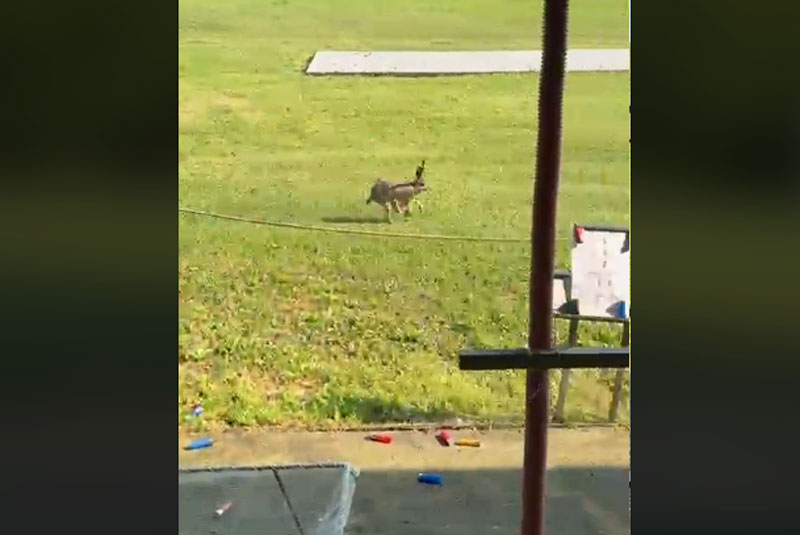 Ατρόμητος λαγός κάνει....πασαρέλα σε σκοπευτήριο....VIDEO