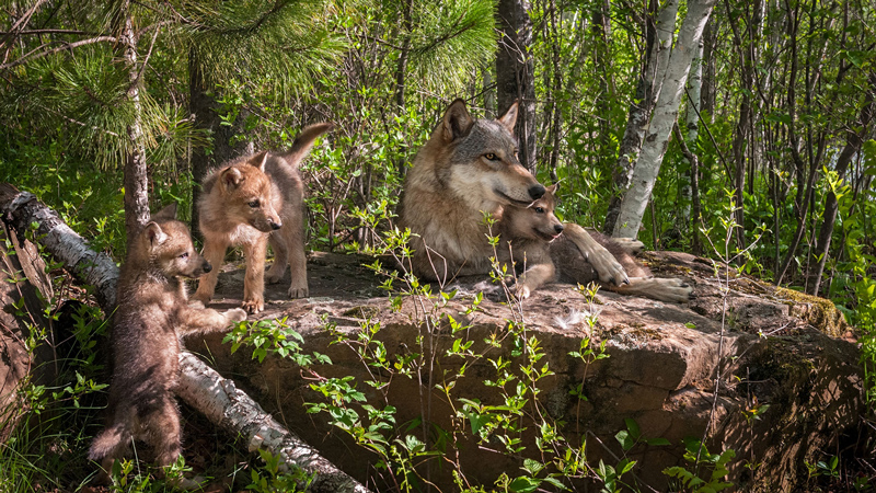«Χορεύοντας» με τους λύκους στα χωριά της Ε.Ε.