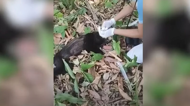 Ο καύσωνας εξοντώνει τους πιθήκους στο Μεξικό: «Πέφτουν από τα δέντρα νεκροί»