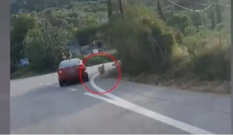 Σκύλος τρέχει πλάι σε αυτοκίνητο εν κινήσει και ο συνοδηγός τον κρατάει από το λουρί...VIDEO