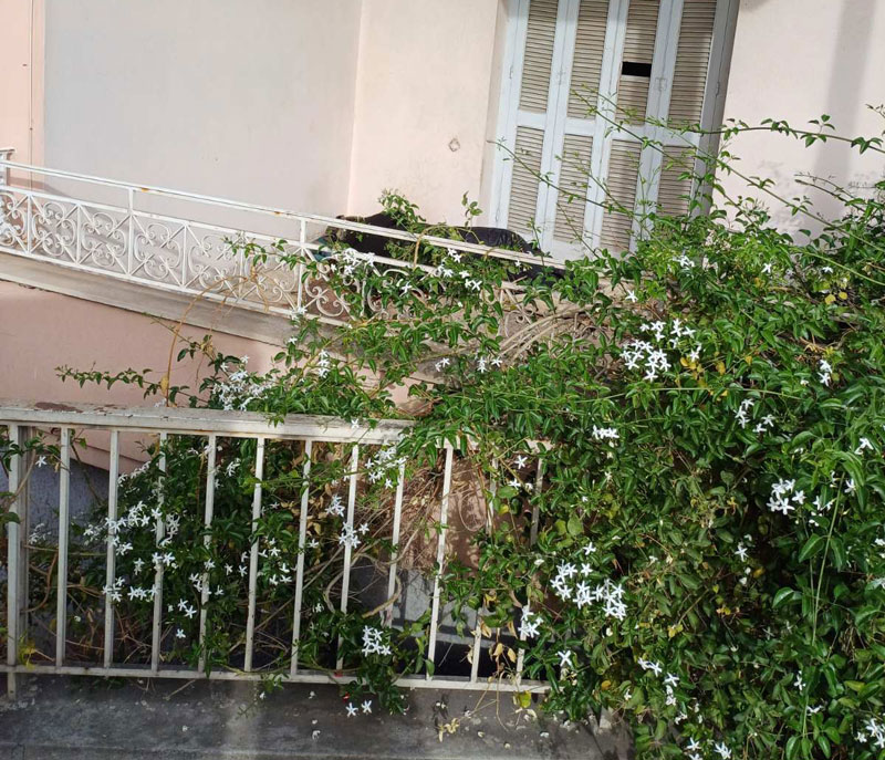 Κυνηγός εντόπισε σορό σε προχωρημένη σήψη στο Ελληνικό