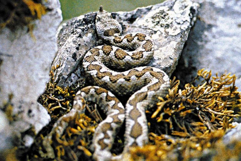 Οχιά: Πώς να τη ξεχωρίσετε – Τι πρέπει να γνωρίζετε