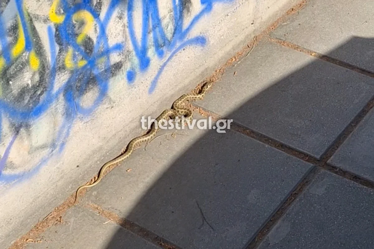 Θεσσαλονίκη: Φίδι εθεάθη να κόβει βόλτες σε πεζοδρόμιο...VIDEO
