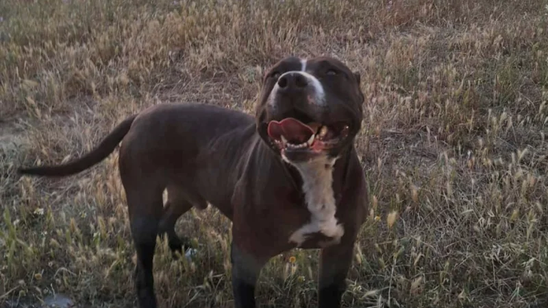 Πίτμπουλ έκανε κομμάτια το σκυλάκι