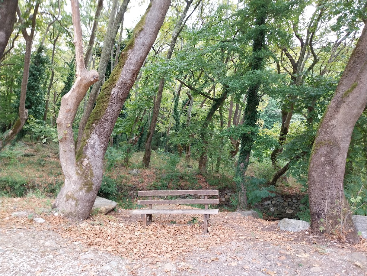 Σε τρεις περιοχές της Μακεδονίας εμφανίστηκε ο «εισαγόμενος» μύκητας που ξεραίνει τα πλατάνια