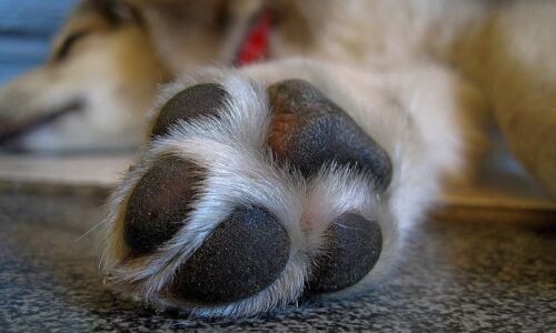 Ιωάννινα : Πρόστιμο 30.000 και πραγματογνωμοσύνη για το νεκρό σκύλο