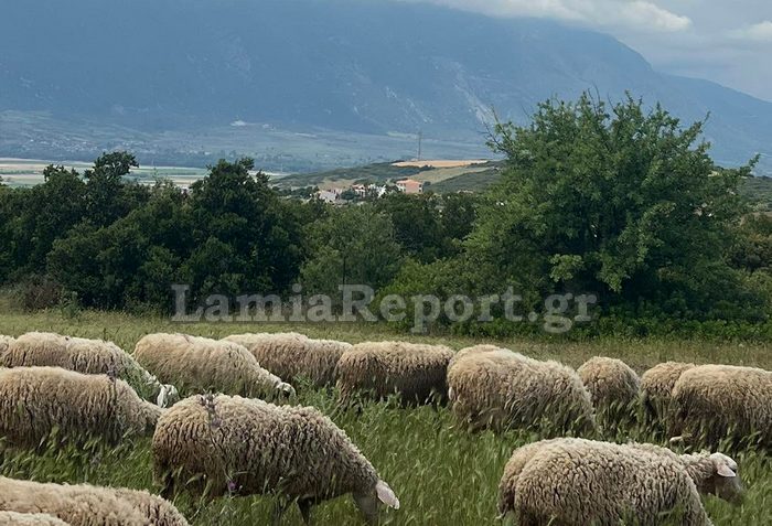 Λαμία: Λύκος επιτέθηκε σε πρόβατα κοντά στα σπίτια μέρα μεσημέρι