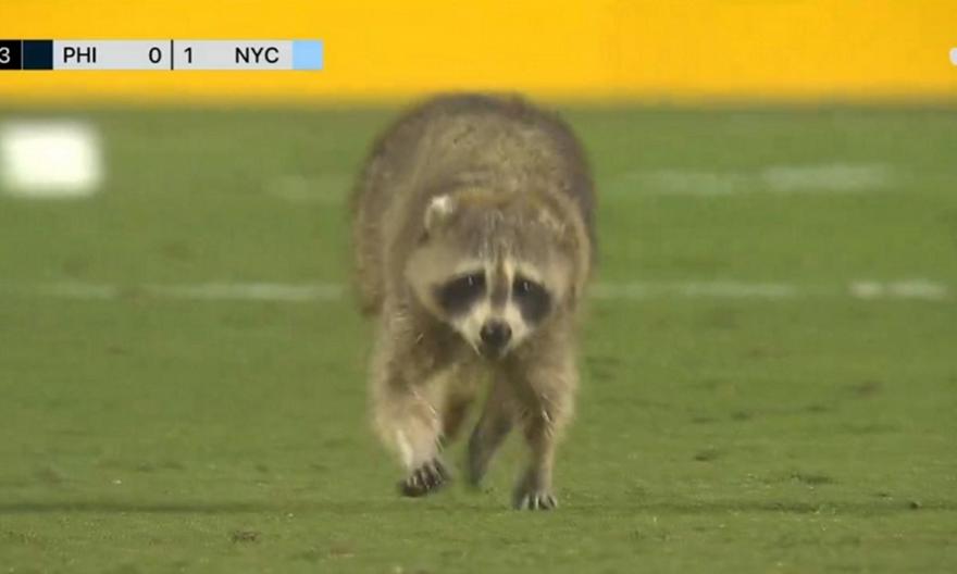 Εφοδος από ρακούν σε γήπεδο του MLS - Το κυνηγούσαν επί δύο λεπτά...VIDEO