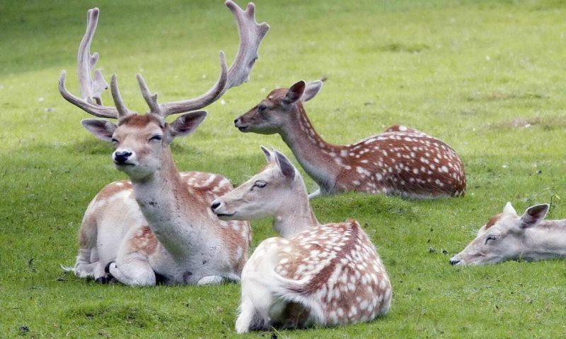 Ρόδος: Ελεύθερα τα ελάφια