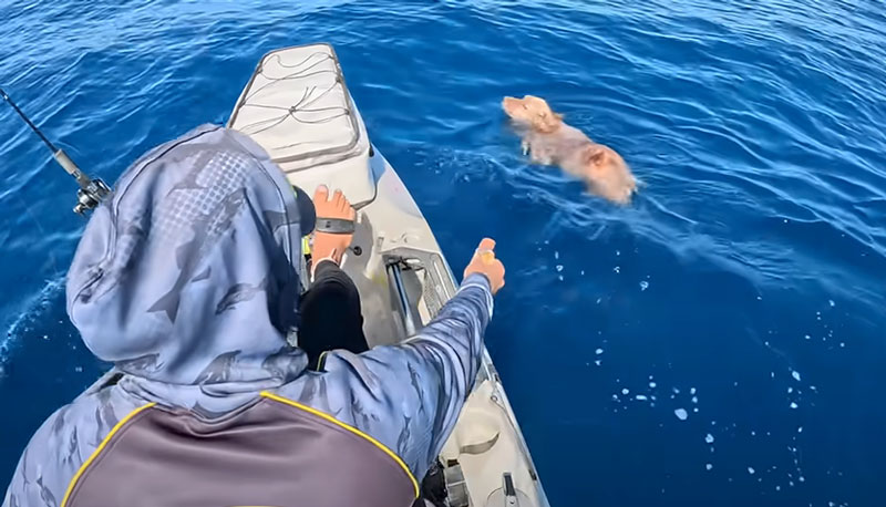 Πήγε για ψάρεμα και είδε ένα αγγλικό σέττερ να κολυμπάει μεσοπέλαγα!...VIDEO