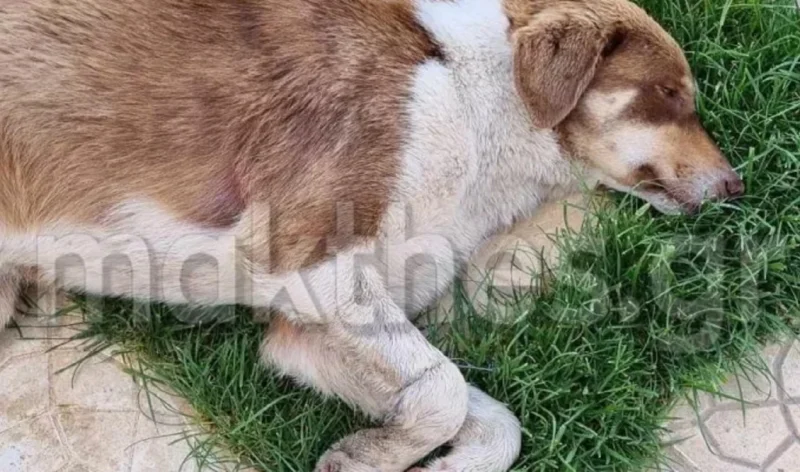 Σοκ στη Χαλκιδική: Έδεσαν σκύλο με σύρμα και τον άφησαν στο δρόμο