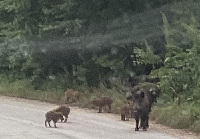 Σκρόφα βγάζει τα μικρά της...βόλτα