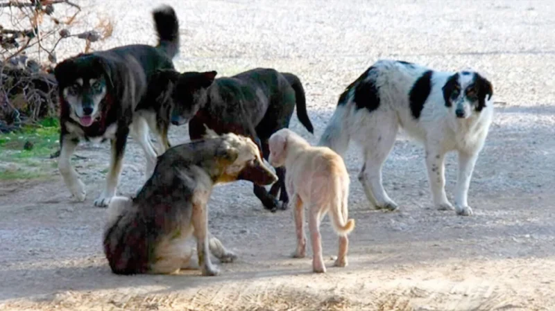 Αποζημίωση €200.000 για θάνατο 65χρονου από αγέλη σκύλων στην Πυλαία