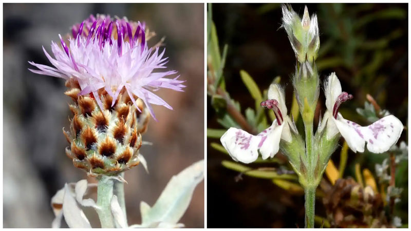 Δύο σπάνια φυτά της Νότιο-Ανατολικής Πελοποννήσου στα πρόθυρα της εξαφάνισης