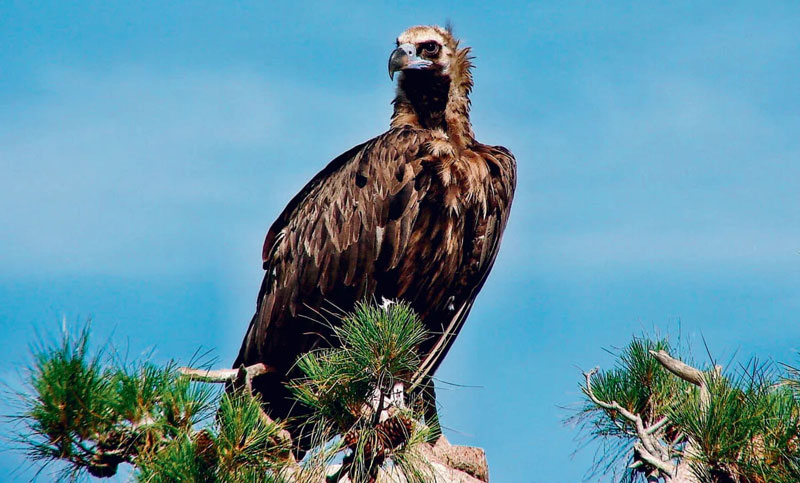 Έβρος: Επιστρέφουν τα αρπακτικά πουλιά στο δάσος της Δαδιάς