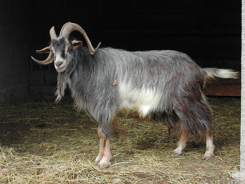 Λαμία: Χτυπήθηκε από τράγο και πέθανε μία εβδομάδα μετά