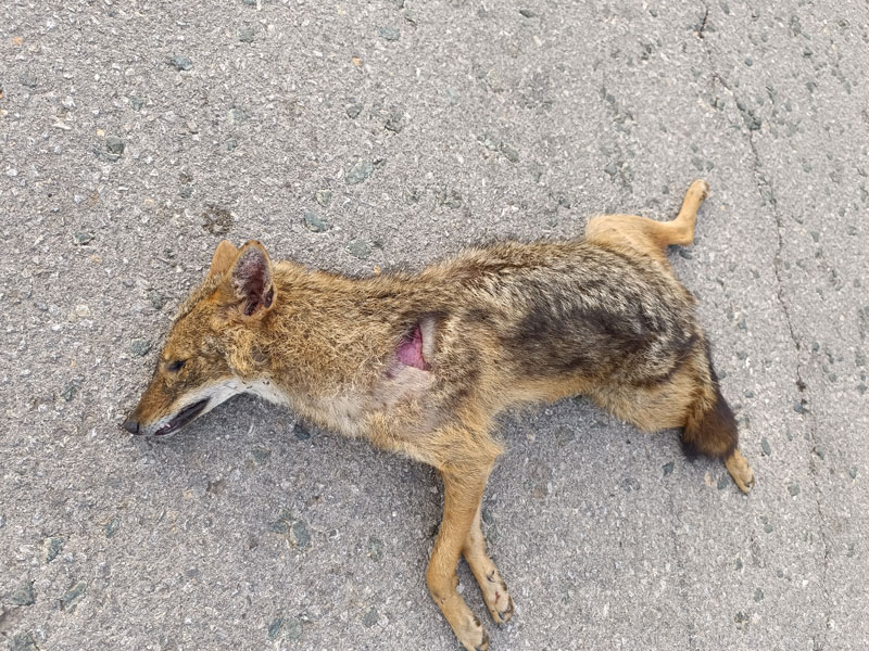 τροχαίο με τσακάλι