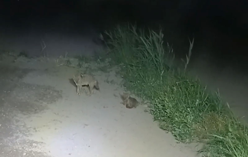 Νέα Τυρολόη Σερρών : Δύο τσακάλια απολαμβάνουν....Βασίλη Καρρά...VIDEO