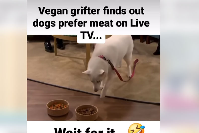 Σκύλος αντιδρά κόντρα στις ανώμαλες απαιτήσεις της Vegan κηδεμονος του...VIDEO