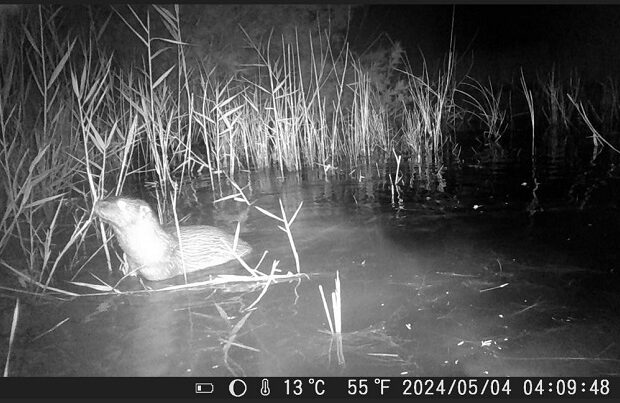 Πρώτη επίσημη καταγραφή βίδρας στο Εθνικό Πάρκο Σχινιά - Μαραθώνα