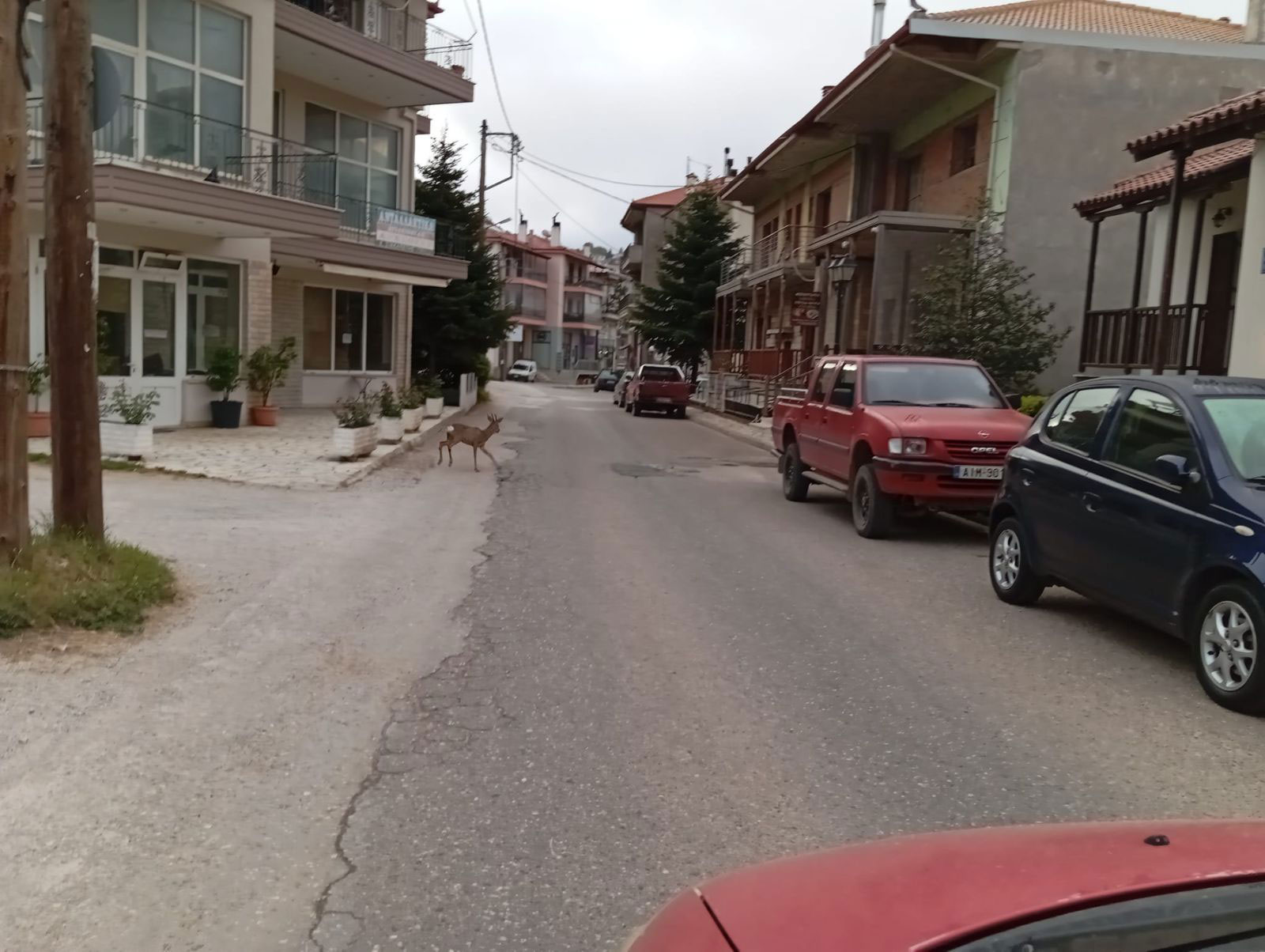 Ένα ζαρκάδι κάνει βόλτες στους δρόμους του Καρπενησίου!