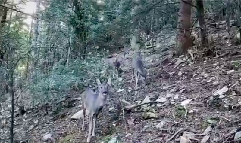 Τρια ζαρκάδια στο καρτέρι ενός γουρουνοκυνηγού....VIDEO