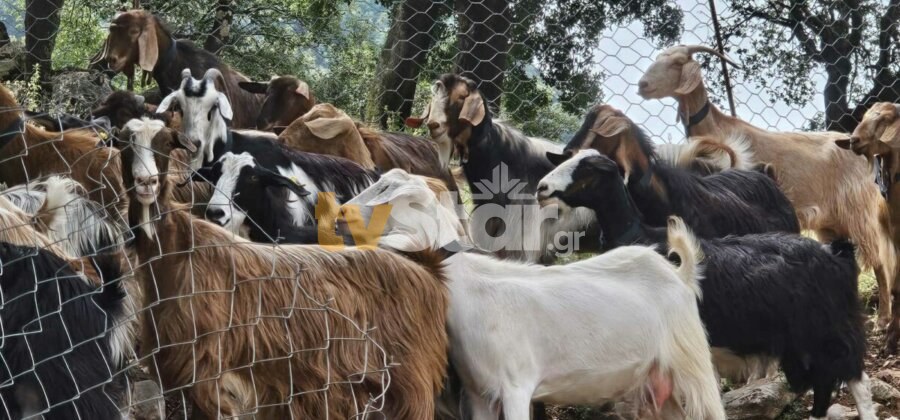 Άγραφα: Οι Γάλλοι τοποθέτησαν περιλαίμια για τους λύκους, σε 200 αιγοπρόβατα...VIDEO
