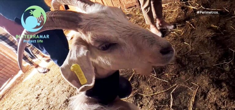 Κολάρο στα ζώα για να διώχνει τους λύκους