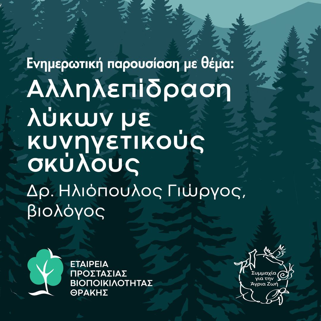 "Αλληλεπίδραση λύκων με κυνηγετικούς σκύλους" τα αμέτρητα λυκοφαγωμένα κυνηγόσκυλα για την Μ.Κ.Ο Καλλιστώ