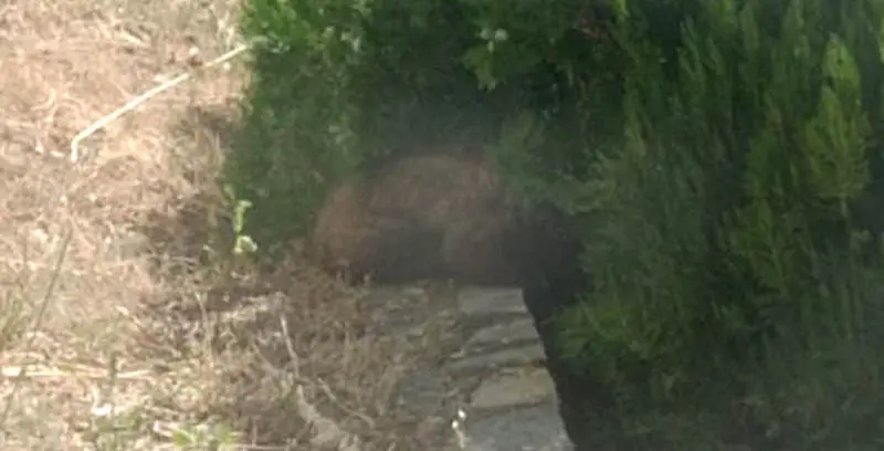 Απεγκλωβίστηκε αρκουδάκι 6 μηνών από προαύλιο ξενοδοχείου στην Καστοριά