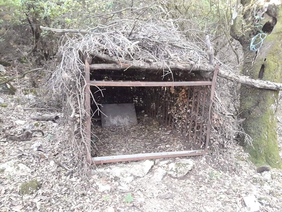 Ε' ΚΟΗ : Σύλληψη για λαθροθηρία αγριόχοιρων με κλουβί παγίδευσης